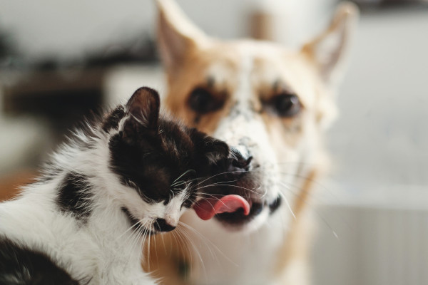 Picture of dog and cat Picture of dog and cat